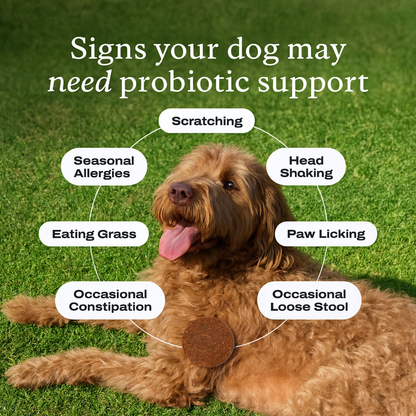Dog Probiotic Chews